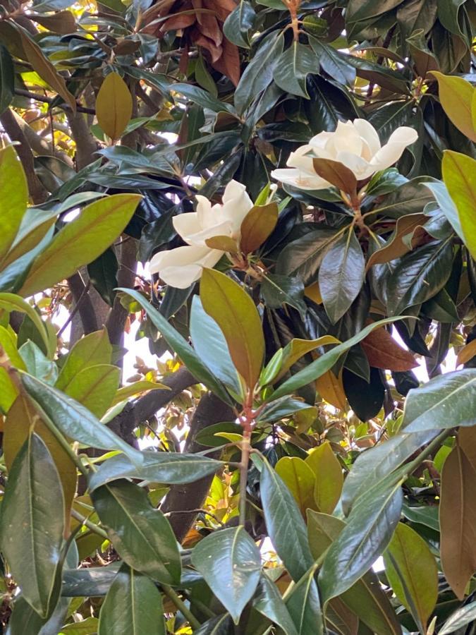 Le Magnolie Santa Margherita Ligure Exterior foto
